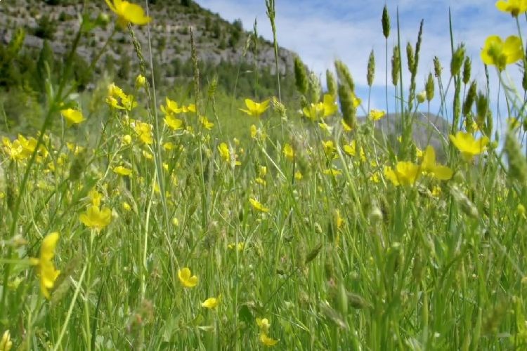 Novi edukativni dokumentarni film 'Krka, kraljevstvo cvijeća' o bioraznolikosti NP 'Krka'