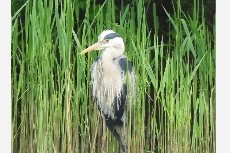 Fotografija prirode: flora i fauna Hrvatske i regije